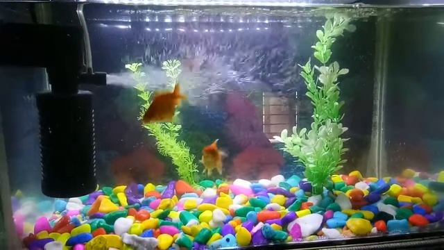 My aquarium setup 2 смотреть онлайн