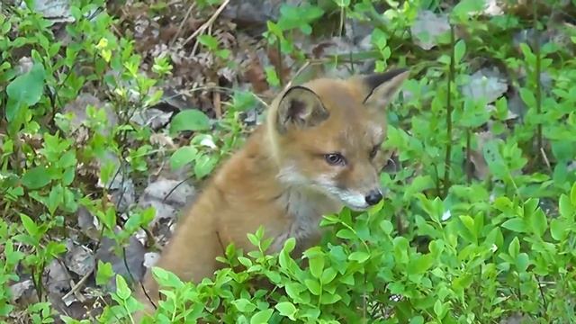 К чему снится лиса? Приснилась лиса во сне ? Сонник ? Толкование снов ? смотреть онлайн