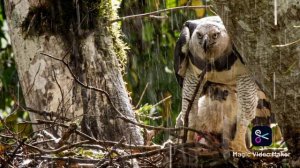 Южноамериканская гарпия