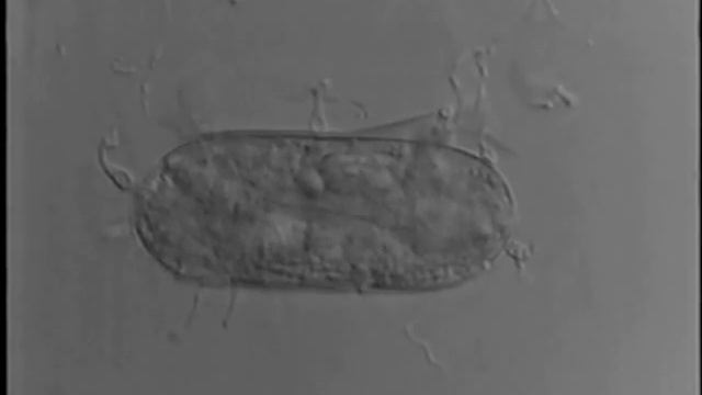 Nematophagous fungi part 2 смотреть онлайн