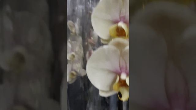 Флоревилль: новый завоз и перестановки к Новому году.
