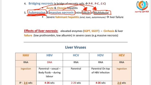 pathology GIT 2021 (liver necrosis &viral hepatitis) للدكتور عبدالرحمن خليفة смотреть онлайн