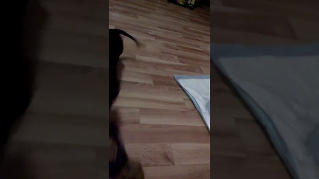 Как приучить собаку к туалету смотреть онлайн