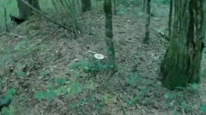 Грибы юга Приморского края  Середина сентября