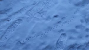 Чьи следы? Распознаём следы на снегу. Подскажите!