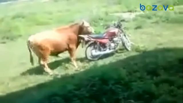 Бык и мотоцикл смотреть онлайн