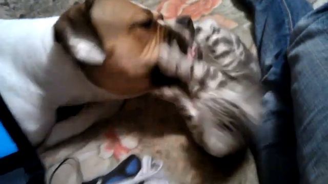 Боня и Вольт играют) смотреть онлайн