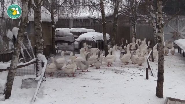 Где гуси зимуют. Просто агроблог.