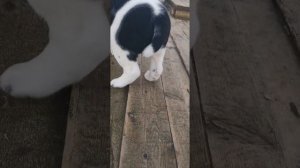 Щенки алабая, 2 месяца. П-ик "ДОБРОНРАВ"