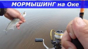 Мормышинг на Оке, чехонь, плотва, бычки.