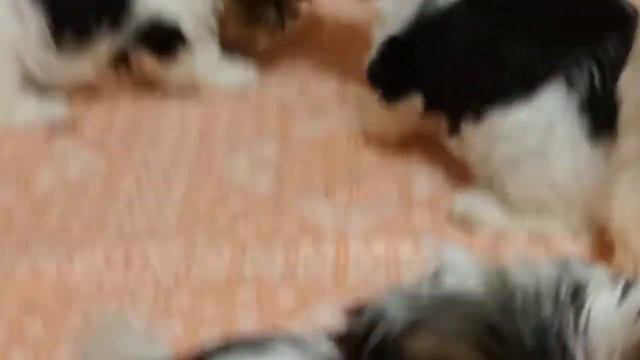 Девчонки бивер. смотреть онлайн