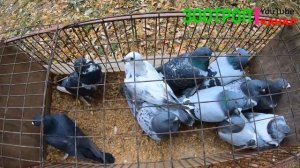 Ярмарка голубей Великодолинское. Голуби и декоративная птица. Кролики. Одесская область. Аккаржа.