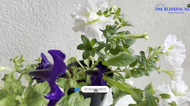 Best Flowering Plants For Winter  Easy To Care Flowers For Shaded  Small Spaces  Garden Care Tip