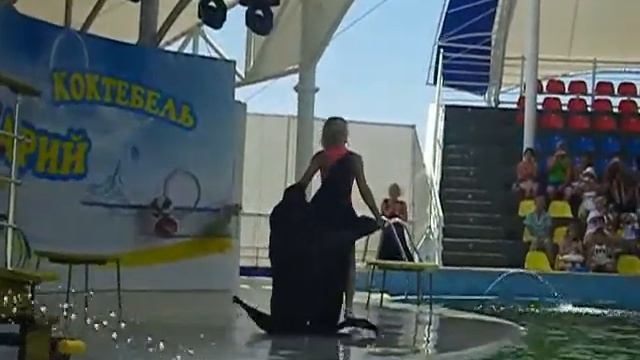 танцы морских котиков.mpeg смотреть онлайн