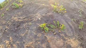 Пересадка малины