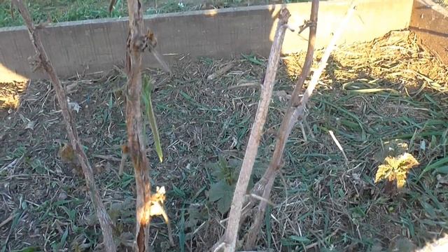 Обзор почек по сортам малины. после апрельского приморозка. смотреть онлайн