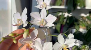 Фаленопсис Афродита, смогла найти к ней подход;) Phal.Hatuyuki & Pink Fkamingo