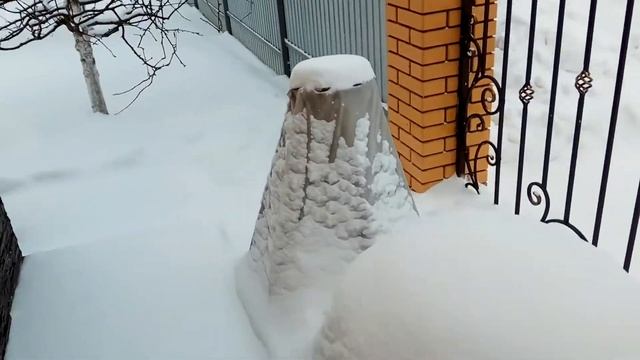 Самшит зимой. смотреть онлайн