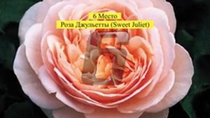 Top 10 самых дорогих цветов мира