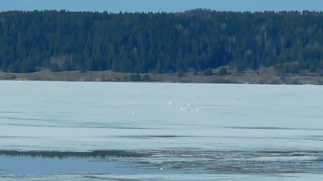 Лебеди улетели. смотреть онлайн