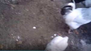 Кормление курочек дроблёнкой