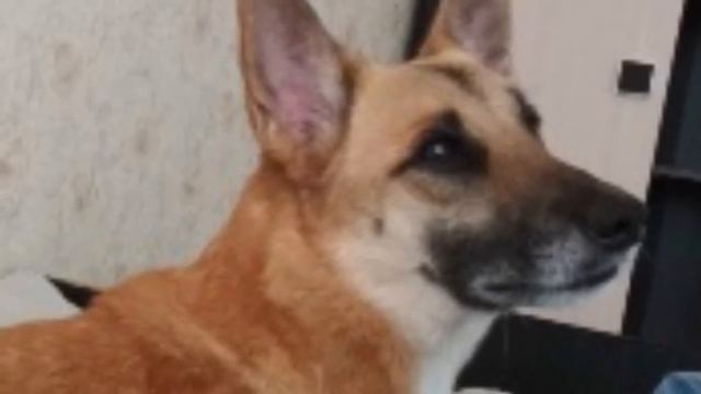 “Все лаяли, а он сидел тихо!” Грустный пёс из приюта взвыл от счастья, когда понял, что его ждёт… смотреть онлайн