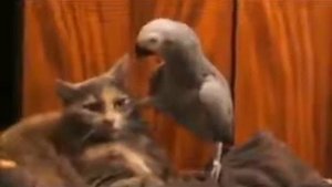 Кот Чеченский прикол