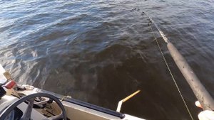 Сом на квок в октябре! Закрытие сезона.