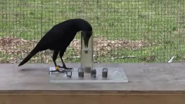 Самая умная птица в мире@! смотреть онлайн