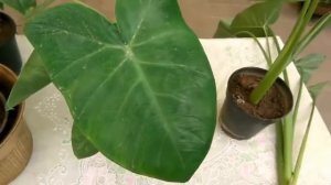 How to care for Elephant ear plant//Alocasia plants