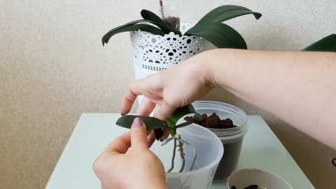 ПОСАДКА детки ОРХИДЕИ фаленопсис КАК посадить ДЕТКУ орхидеи орхидея orchid orchids