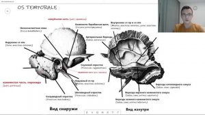 Анатомия ВИСОЧНОЙ КОСТИ OS TEMPORALE на русском и латинском строение | Остеология