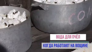 Какая вода нужна пчёлам