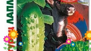 Огурец партенокарпический Лапландия F1. Краткий обзор, описание cucumis sativus Laplandia F1