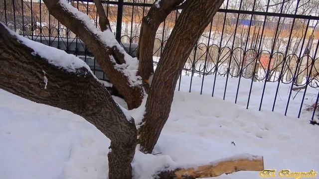 Белки НЕ_в_парке. Новые встречи с семейством Принца. 24-30 января 2023 года смотреть онлайн