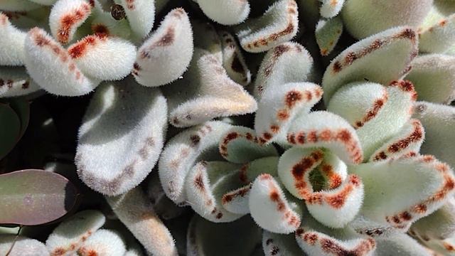 August 2021 Succulent Slideshow смотреть онлайн