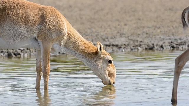 Калмыкия. Фотоохота в заповеднике Чёрные земли смотреть онлайн