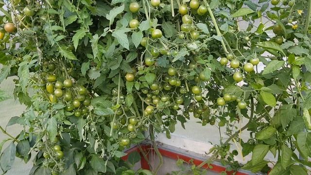 Мандаринка и Диковинка решили встретить с нами Новый Год 05.09.21 = ТОМАТНЫЙ КАЛЕЙДОСКОП сезон 2021