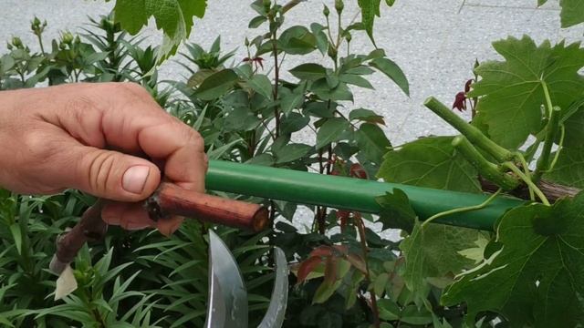 Прививка винограда. Чёрное в зеленое. Мастер класс. смотреть онлайн