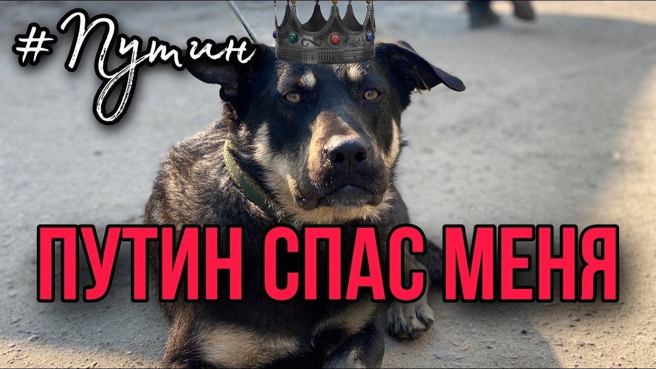 Бездомный пёс Путин спас меня