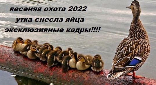 Весенняя охота 2022. Подсадная снесла яйца, эксклюзивные кадры!!!! смотреть онлайн