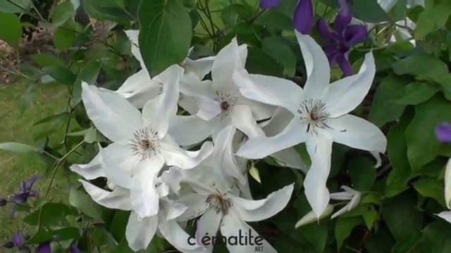 Clématite Beautiful Bride - Clematite.net - Spécialiste des plantes de jardin смотреть онлайн