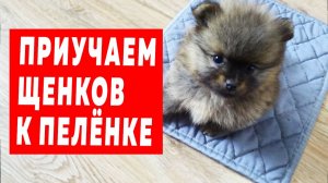 Щенкам шпица 38 дней. Приучаем щенка к пеленке. Подстригаем собаке когти. Игры шпицев