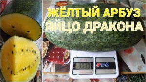 ЖЁЛТЫЙ АРБУЗ//ЯЙЦО ДРАКОНА