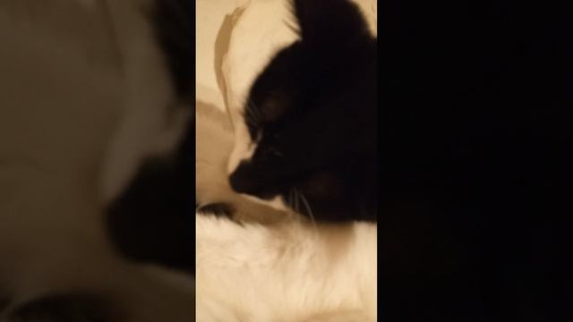 Милый котик и песик#коты#мило#cat#животные#милота#домашниеживотные#котята#кот#animals#песик#собака смотреть онлайн