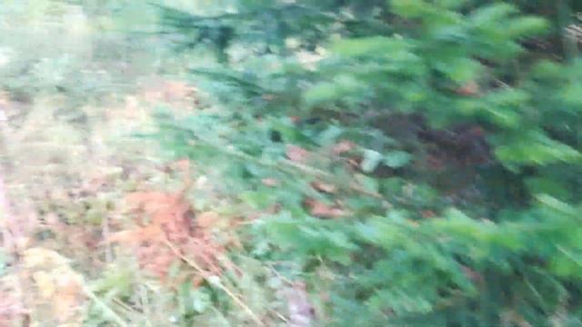 В тайгу за опятами и мое открытие по боровой дичи. смотреть онлайн