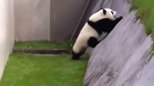 Панда развлекается) Смешное видео | Panda. Fun video