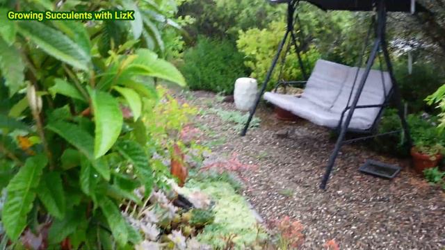 Succulent Garden Update: HEAVY RAIN -January 18, 2022 | GSwLK смотреть онлайн