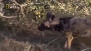 Дикий мир животных Африке 2018