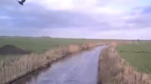 охота балобана